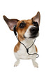 Jack Russell Terrier with earphones on white background