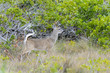 key deer, odocoileus virginianus clavium