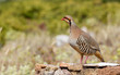 Chukar Partridge (Alectoris chukar) Chukar Partridge (Alectoris chukar)