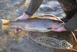 Photo: Beaverhead Rainbow Trout Beaverhead Rainbow Trout