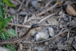 Photo: Yellowstone snake Yellowstone snake