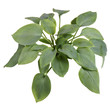Isolated plant of a blue-leaved  hosta
