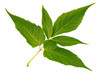 Green leaf maple isolated on white background