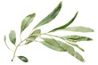 Green leaf willow isolated on white background