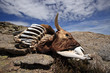 Dead cow