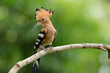 eurasian hoopoe (Upupa epops)