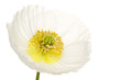 Foto: Chrysantheme Chrysantheme