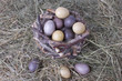 Osternest, Ostern, Eier, Nest Osternest, Ostern, Eier, Nest