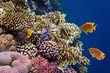 Photo of a coral colony