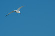 European Herring Gull in the Blue Sky European Herring Gull in the Blue Sky