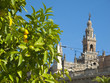 Foto: Citrus tree and ornate cathedral, Seville, Spain Citrus tree and ornate cathedral, Seville, Spain