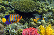 Angel fish (Pygoplites diacanthus)