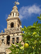 Foto: Citrus tree and ornate cathedral, Seville, Spain Citrus tree and ornate cathedral, Seville, Spain
