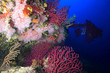 corallo rosso e gorgonie