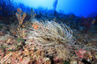 anemone bianca mediterraneo