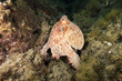 polipo polpo cefalopode mediterraneo