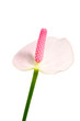 Blume