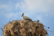 Stork sitting on its nest