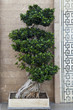 Baum
