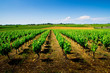 Vignes Costières