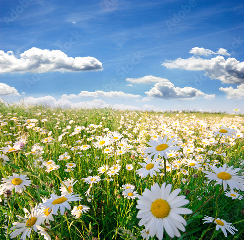 Foto: Springtime: field of daisy flowers with blue sky and clouds Springtime: field of daisy flowers with blue sky and clouds