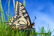 butterfly butterfly