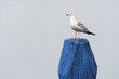 Scout seagull