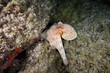 polipo polpo cefalopode mediterraneo
