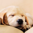 Photo: adorable, animal, baby, background, blond, brown, canine, close, adorable, animal, baby, background, blond, brown, canine, close,