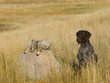 Dog With Sharptailed Grouse
