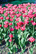 Red tulips Red tulips