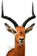antelope