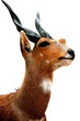 antelope portrait