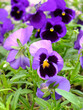 Bouquet of beautiful violets in the garden Bouquet of beautiful violets in the garden