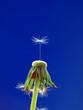 pusteblume