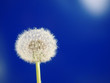 Foto: pusteblume pusteblume