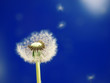 Foto: pusteblume pusteblume