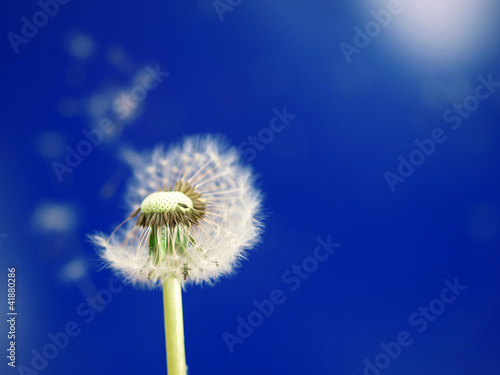 Foto: pusteblume pusteblume
