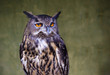 Portrait of an Owl