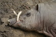 Buru Babirusa - Babyrousa babyrussa