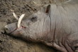 Buru Babirusa - Babyrousa babyrussa