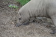 Buru Babirusa - Babyrousa babyrussa