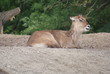 Defassa Waterbuck - Kobus ellipsiprymnus defassa