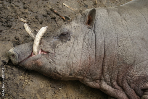 Buru Babirusa