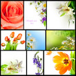 collection flowers