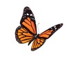 digital render of a monarch butterfly