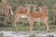 Impala herd in the rain.
