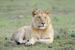 Young male Lion lying in grass.