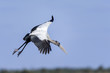wood stork, mycteria americana