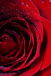 red rose